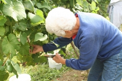 GrapePick_20060904_015