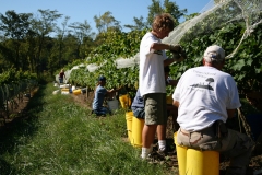 GrapePick_20100828_003