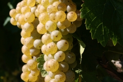Grapes10_20100828_006