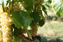Grapes10_20100828_008
