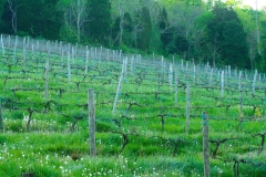 Vines_20120419_002