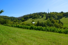 Winery_Farm_20150805_865