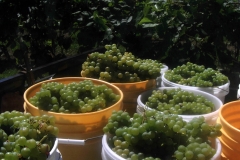 grapebuckets