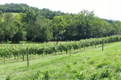 vineyardpan